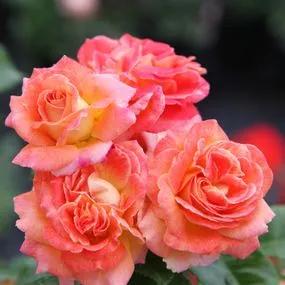 Designer Sunset Rose (Rosa Designer Sunset) 2